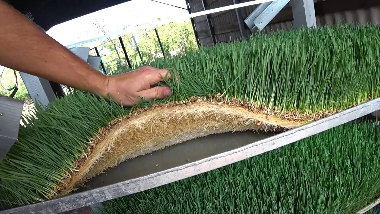 Прорастить пшеницу в домашних для кур. Пшеница Wheatgrass гидропоника. Лук на гидропонике. Гидропонный овес. Гидропоника ячмень.