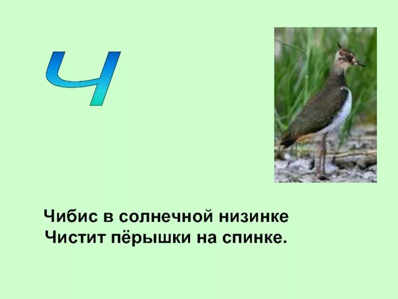 Чибис абакан доставка. Чибис птица описание. Дошкольникам про Чибис. Сообщение о птице Чибис. Чибис интересные факты.