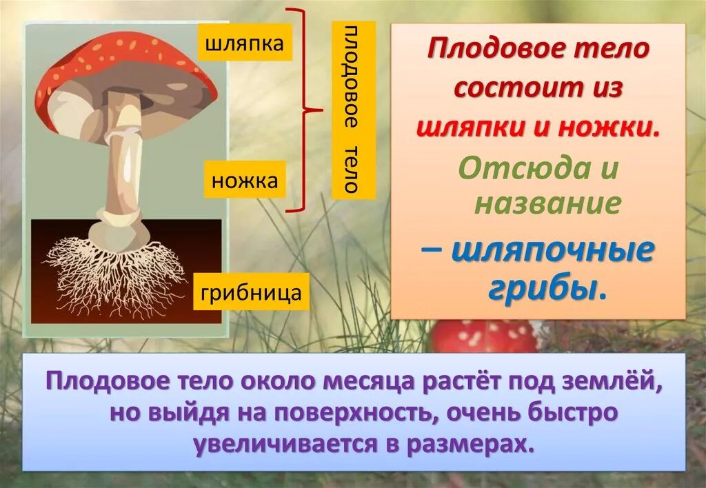 Какие грибы называют шляпочными 7 класс. Плодовое тело шляпочного гриба. Тело гриба состоит из. Плодовое тело состоит из. Плодовое тело шляпочных грибов состоит из.