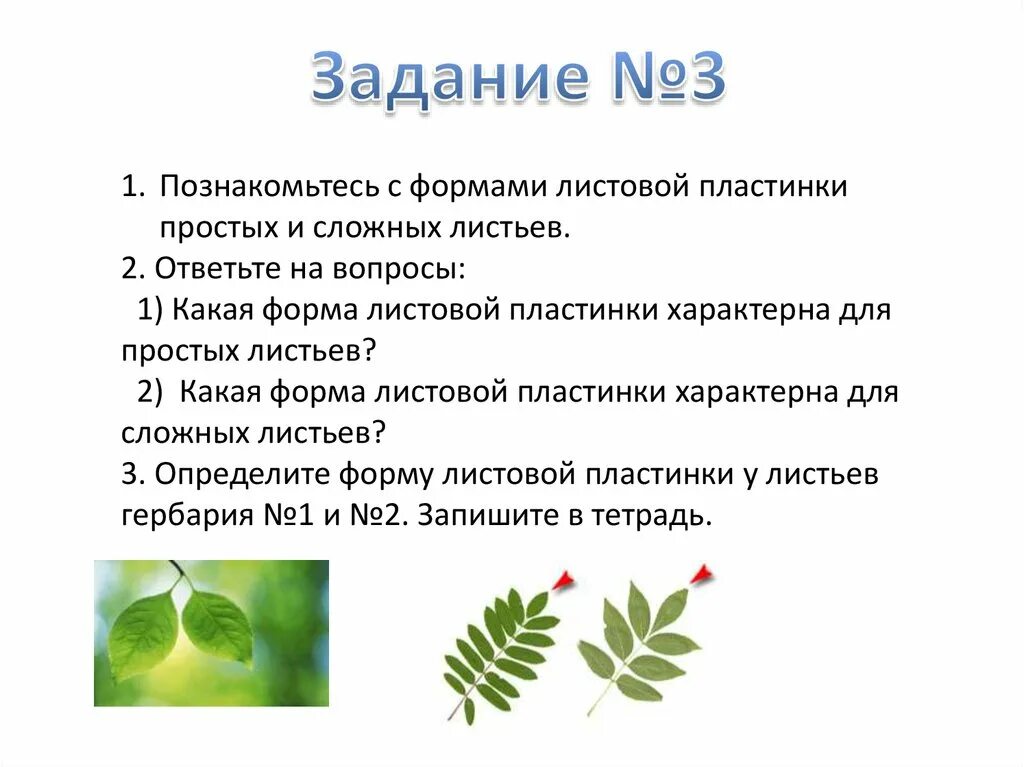 Биология 6 класс функция листьев. Строение листа. Внешнее строение листа. Внешнее строение листа 6 класс биология. Строение листа биология 6.