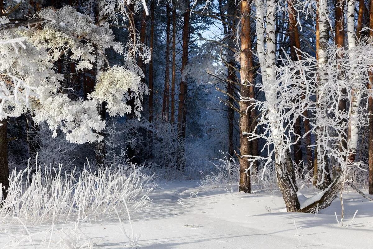 Winter forest. Лесная опушка в снегу. Сказочный Сосновый зимний лес. Глухой зимний лес. Зимний лес в инее.