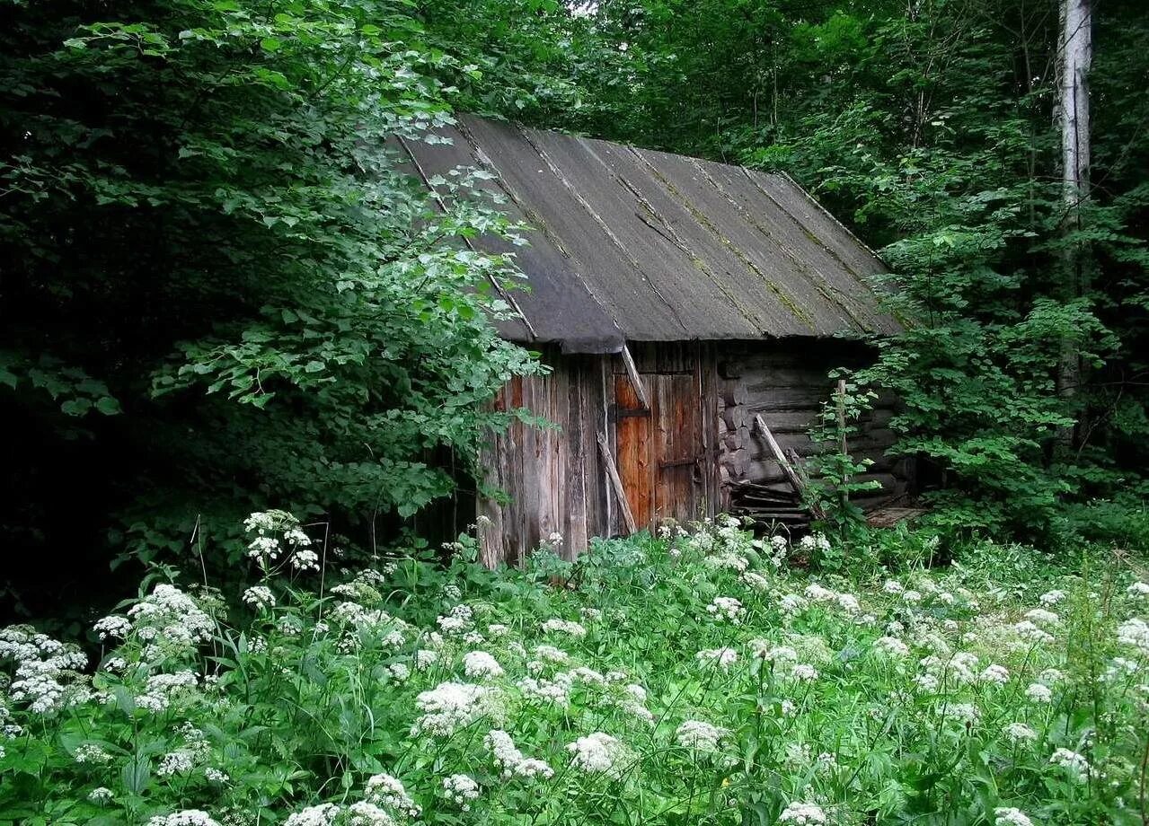 в лесу поселке живу. заброшенные деревни белоруссии. деревня околица тверская область. деревня мещеры. дом лесника в лесу в россии заброшенные.