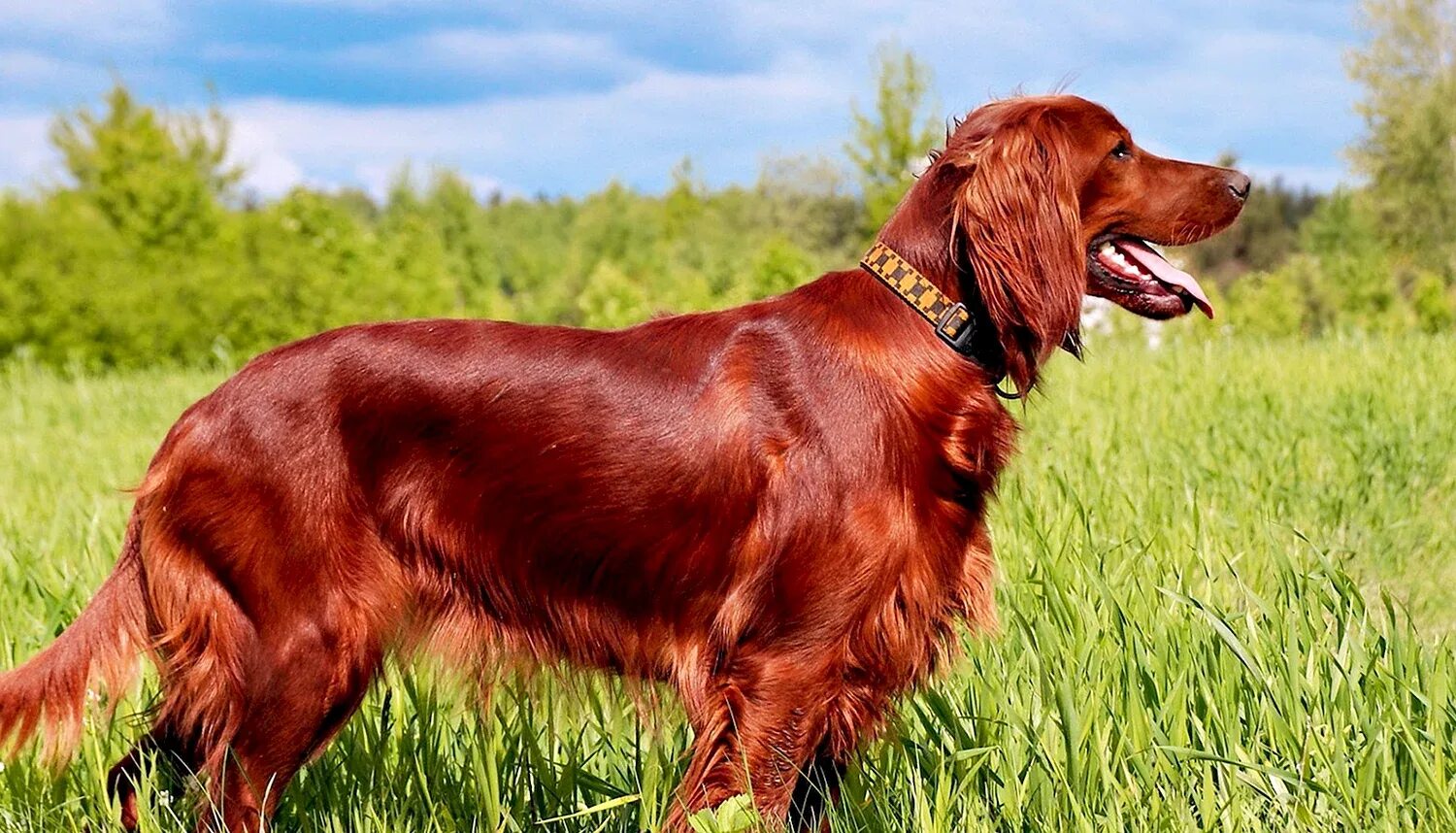 Ирландский красный сеттер. Ирландский сеттер (Irish Setter). Ирландский красный сеттер щенки. Ирландский сеттер белый. Красная собака купить