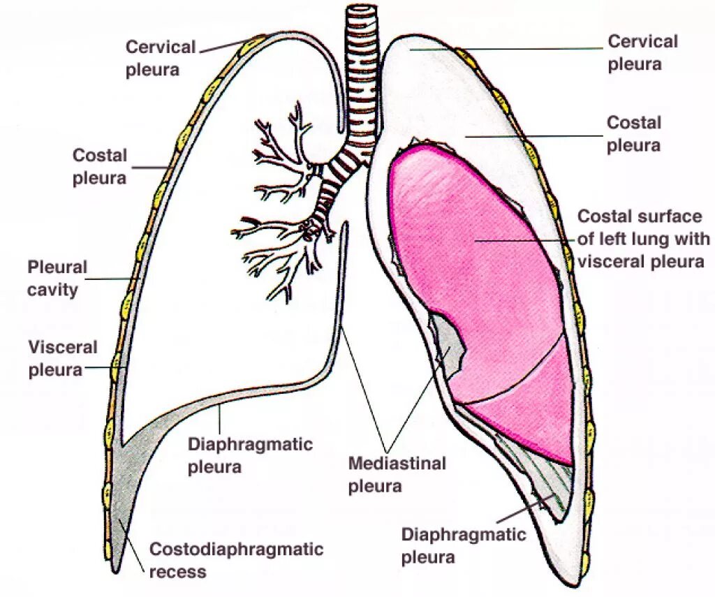 Плевральные синусы схема. Плевра и плевральная полость. Париетальная и висцеральная плевра. Париетальный листок плевры.