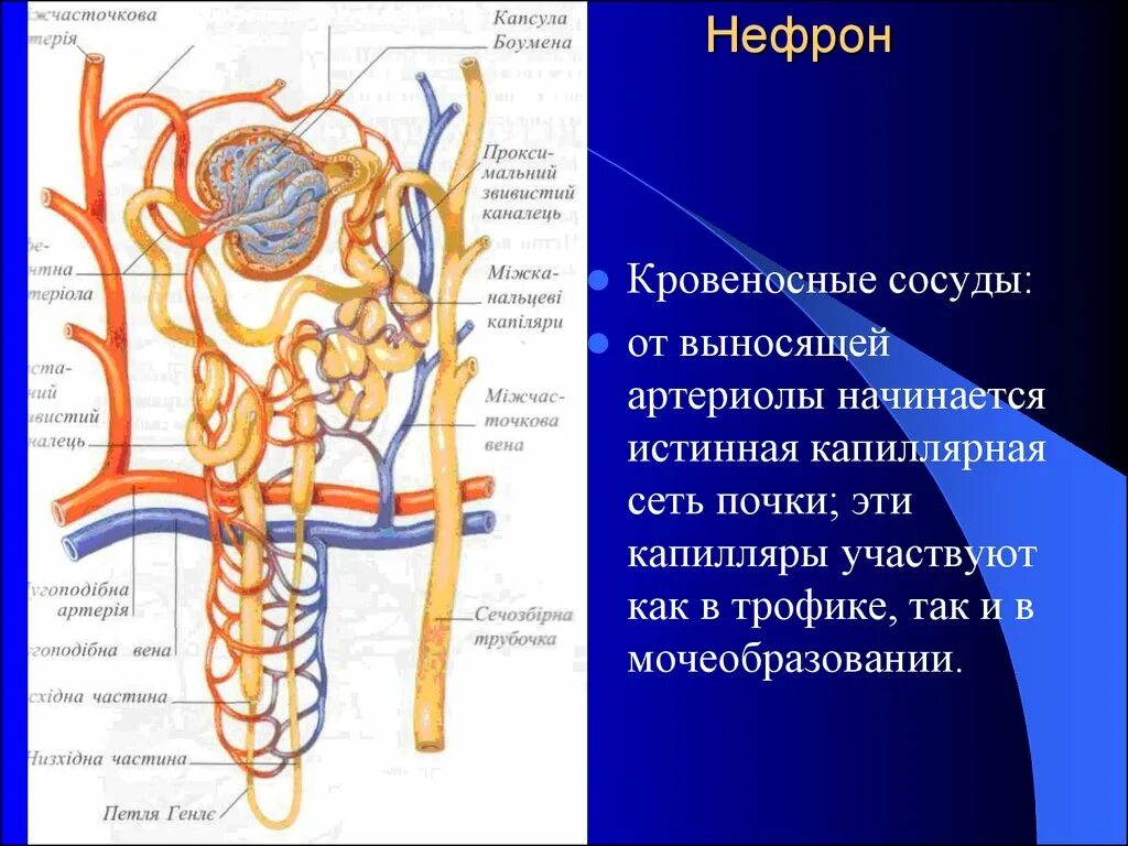 Артерия и вена почки. Кровеносные сосуды нефрона. Капиллярная сеть нефрона. Капиллярная сеть нефрона функция. НЕЫРОН капилчрный коубовек капчула нефрона вынрсяшая артериола.