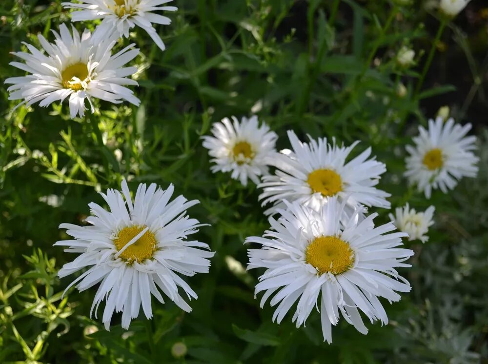 ромашка пушистая. нивяник гибридный махровый айсштерн eisstern. махровая ромашка 10 букв сканворд. махровая ромашка 10 букв сканворд.