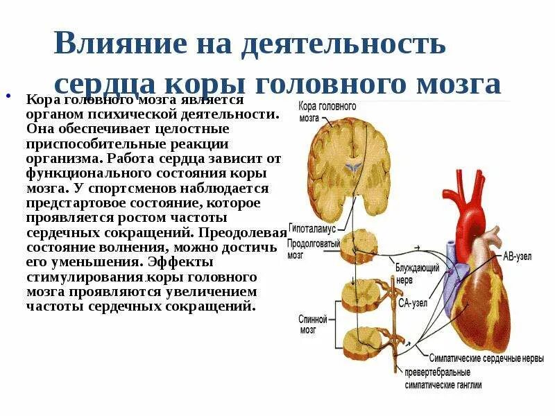 Гуморальная регуляция работы сердца осуществляется. Роль коры головного мозга в регуляции сердечной деятельности. Нервная и гуморальная регуляция сердечной деятельности. Нервно-гуморальная регуляция деятельности сердца. Гуморальная регуляция деятельности сердца.