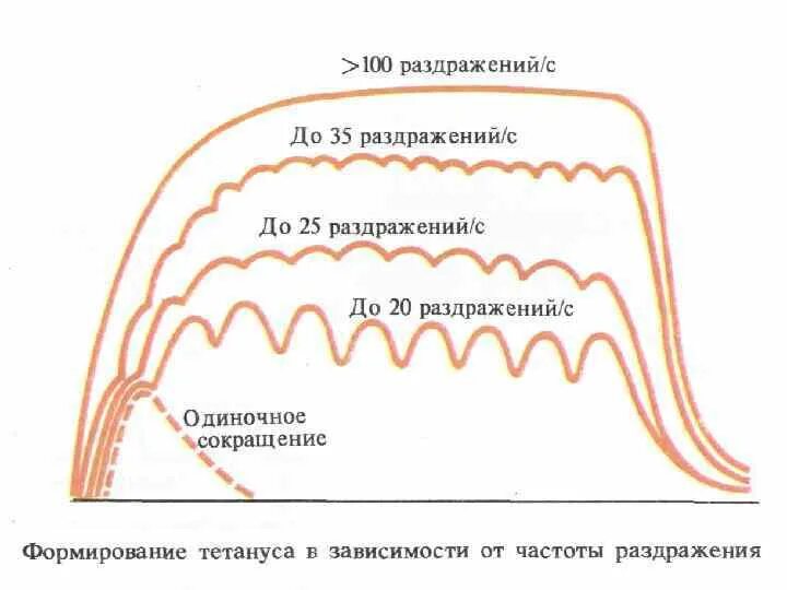 Оптимум и пессимум частоты раздражения. Механизмы тетануса физиология. формирование тетануса в зависимости от частоты раздражения. механизмы возникновения тетануса. механизм возникновения тетануса в естественных условиях.