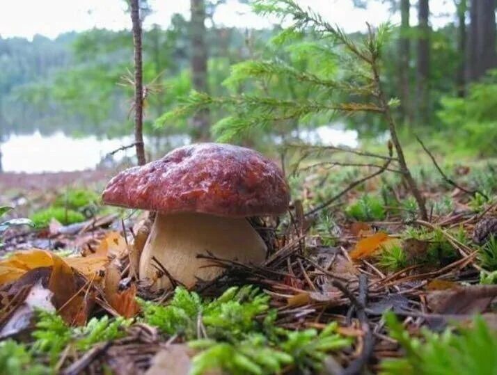 Красивые грибы. Грибы осенью. Удивительный мир природы. Красивые грибы в лесу. Красивые грибочки.