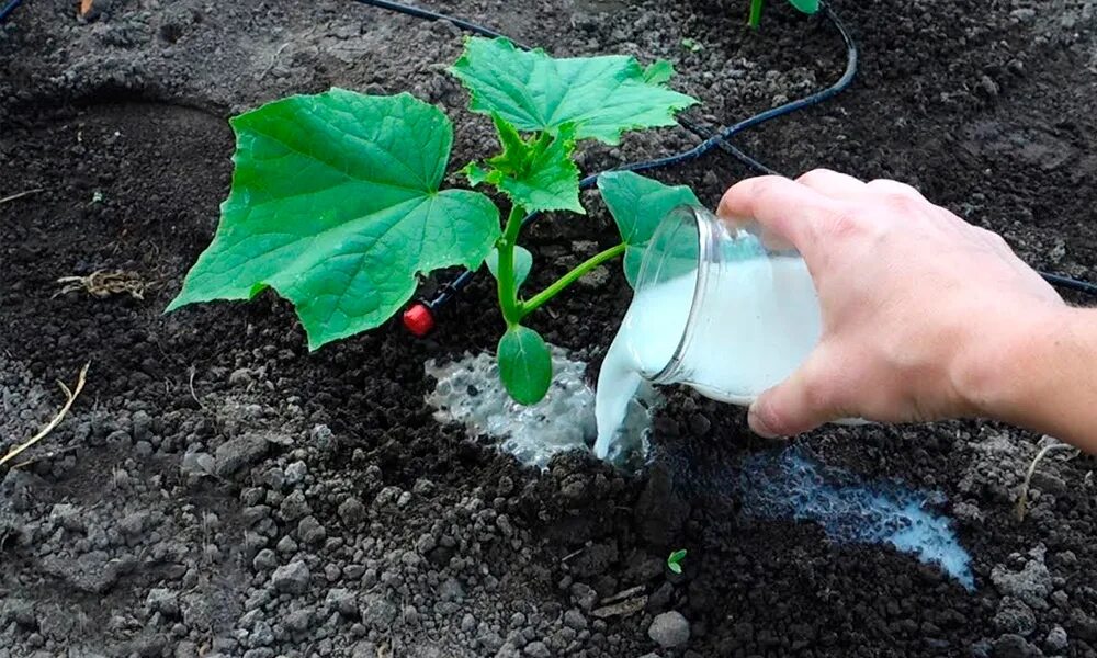 Посадка огурцов какие удобрения. Подкормка огурцов. Полив огурцов. Удобрение для огурцов. Полив огурцов в теплице.