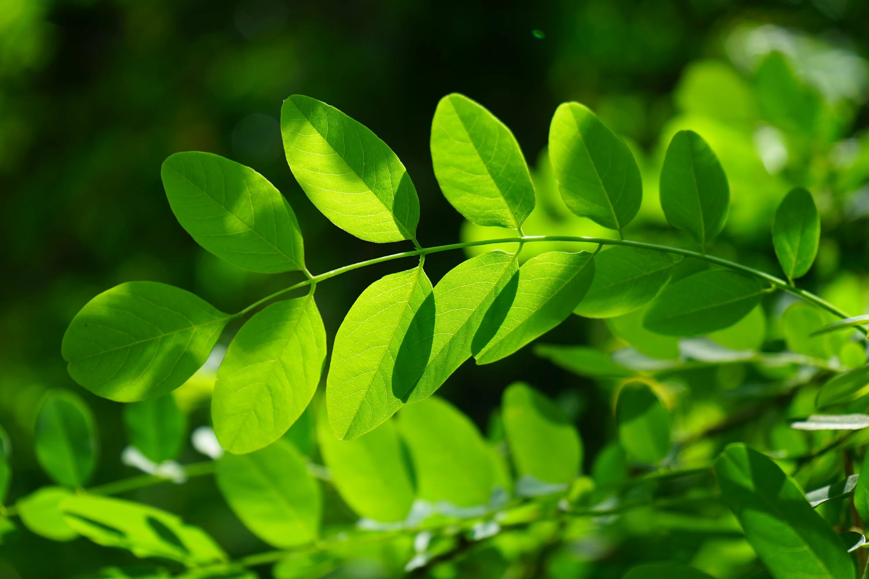 Natural leaves. Робиния Лжеакация листья. Акация дерево листья. Робиния псевдоакация лист. Красивые листья деревьев.