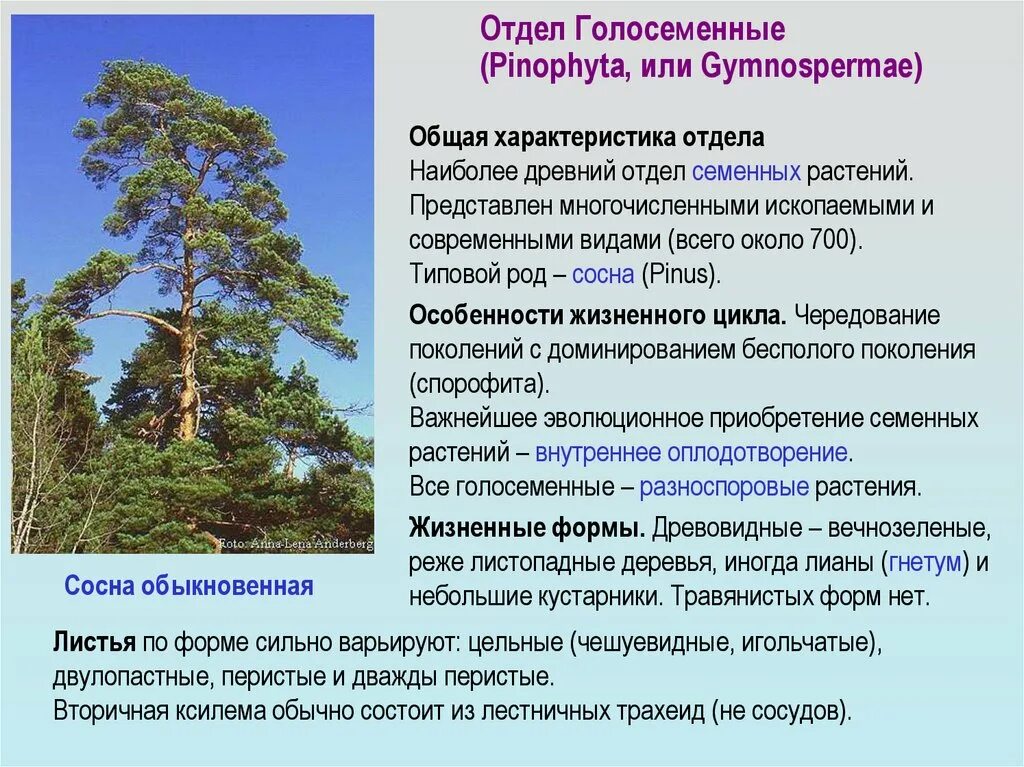 Хвойные кратко. Отдел Голосеменные сосна обыкновенная. Систематика голосеменных растений отдел Голосеменные. Сосна представитель голосеменных растений. Отдел Голосеменные общая характеристика таблица.