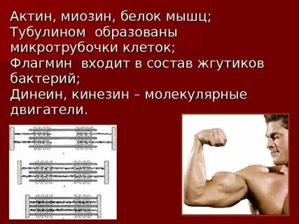 Мышечный белок 5 букв сканворд