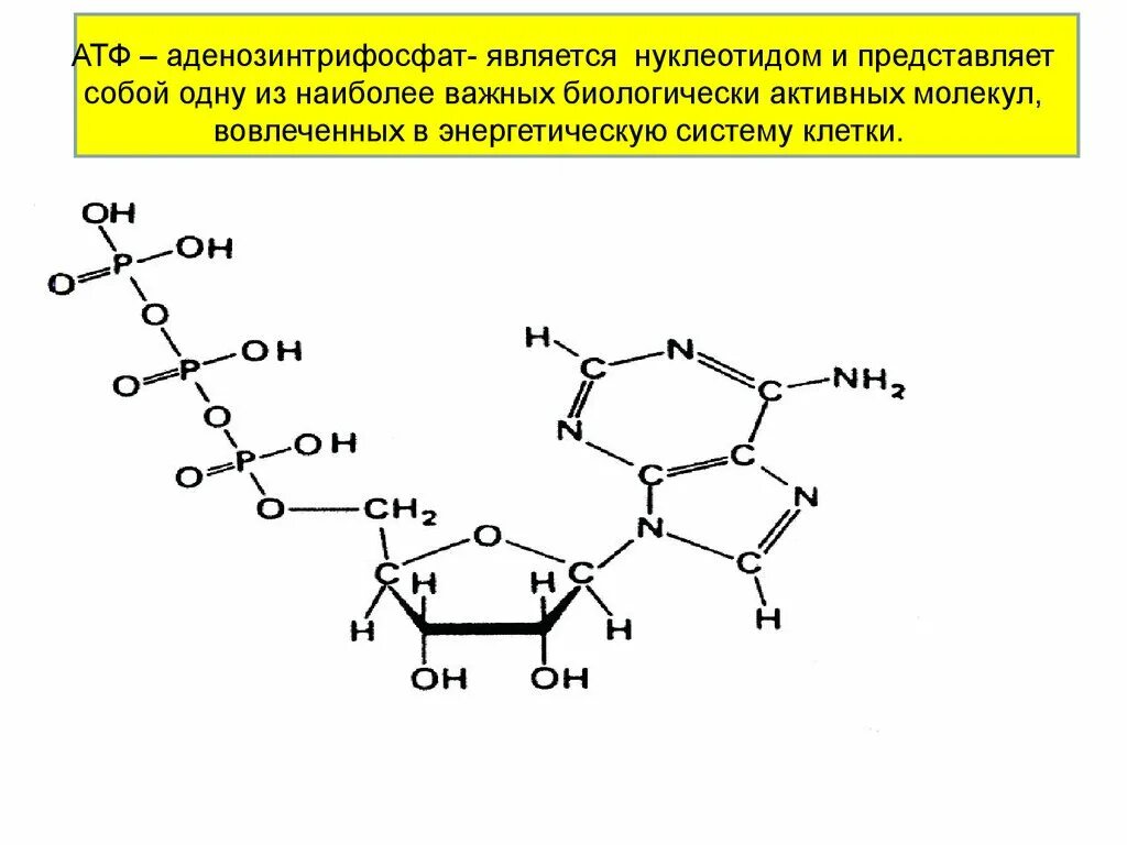 Атф показания. АТФ аденозинтрифосфорная кислота. Строение молекулы АТФ. Нуклеотид АТФ. Строение нуклеотида АТФ.