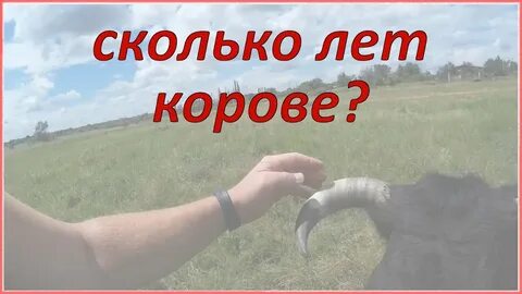 Сколько лет корове