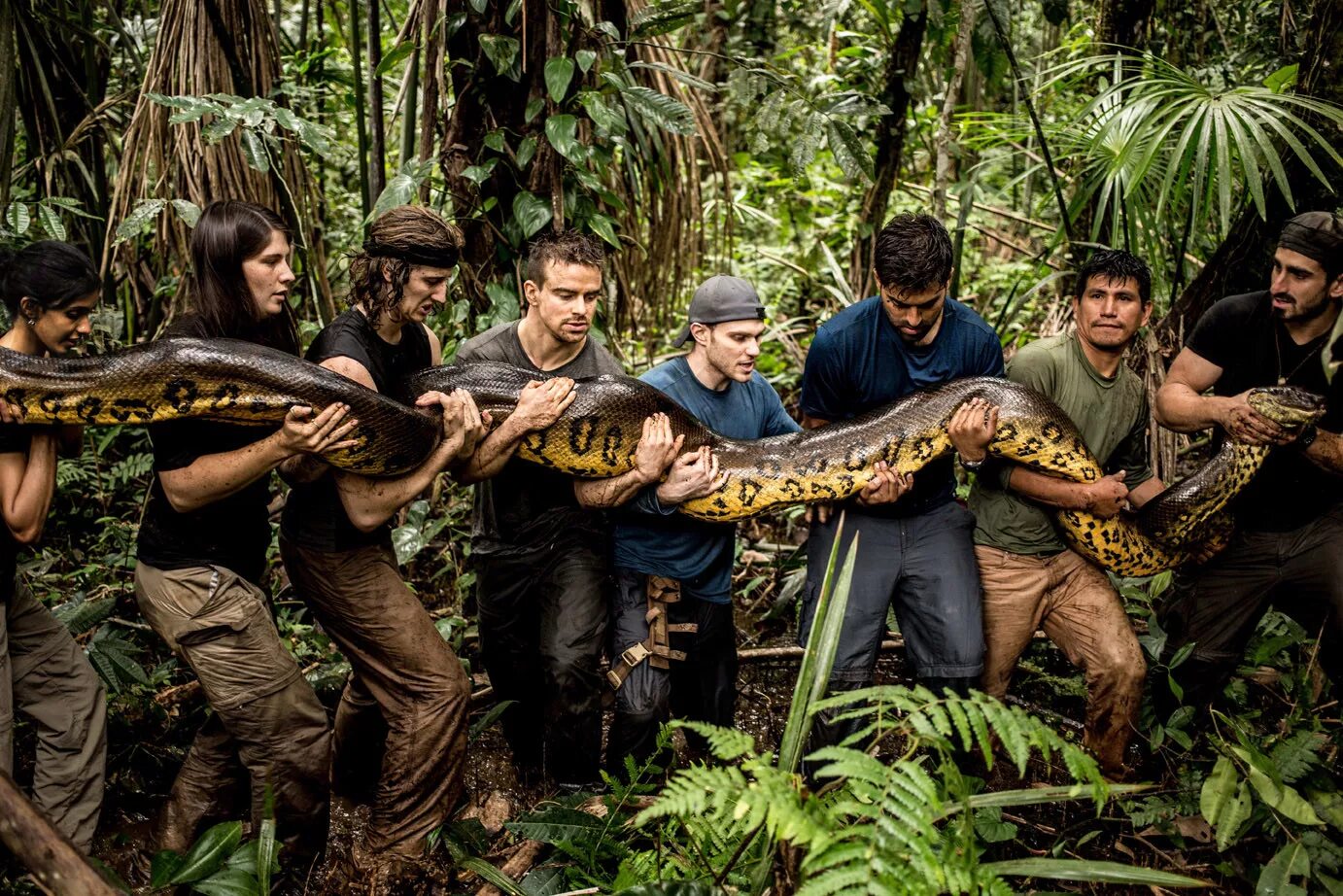 Мир змей анаконда. Южная Америка Амазонка Анаконда. Анаконда в джунглях. Анаконда в джунглях амазонки. Змеи Анаконда.