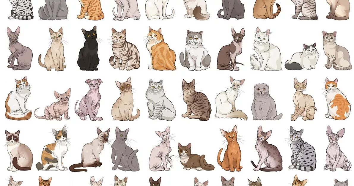 Окрас и тип шерсти кошек. Расцветки кошек. Разнообразие пород кошек. Расцветки и породы кошек. Окрасы кошек.