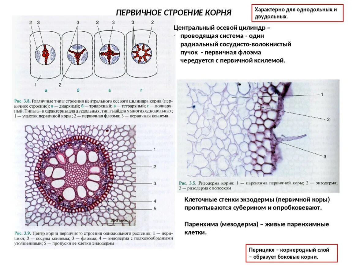 Центральный цилиндр корня. Первичное строение корня однодольного растения. Ткань первичной коры корня первичного строения. Первичное строение корня пропускные клетки. Внутреннее строение корня первичное.