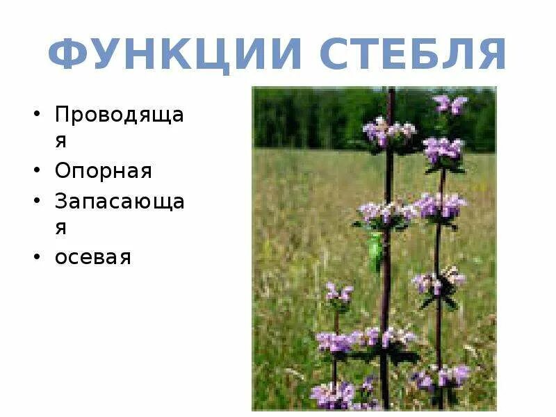 Стебель выполняет запасающую функцию