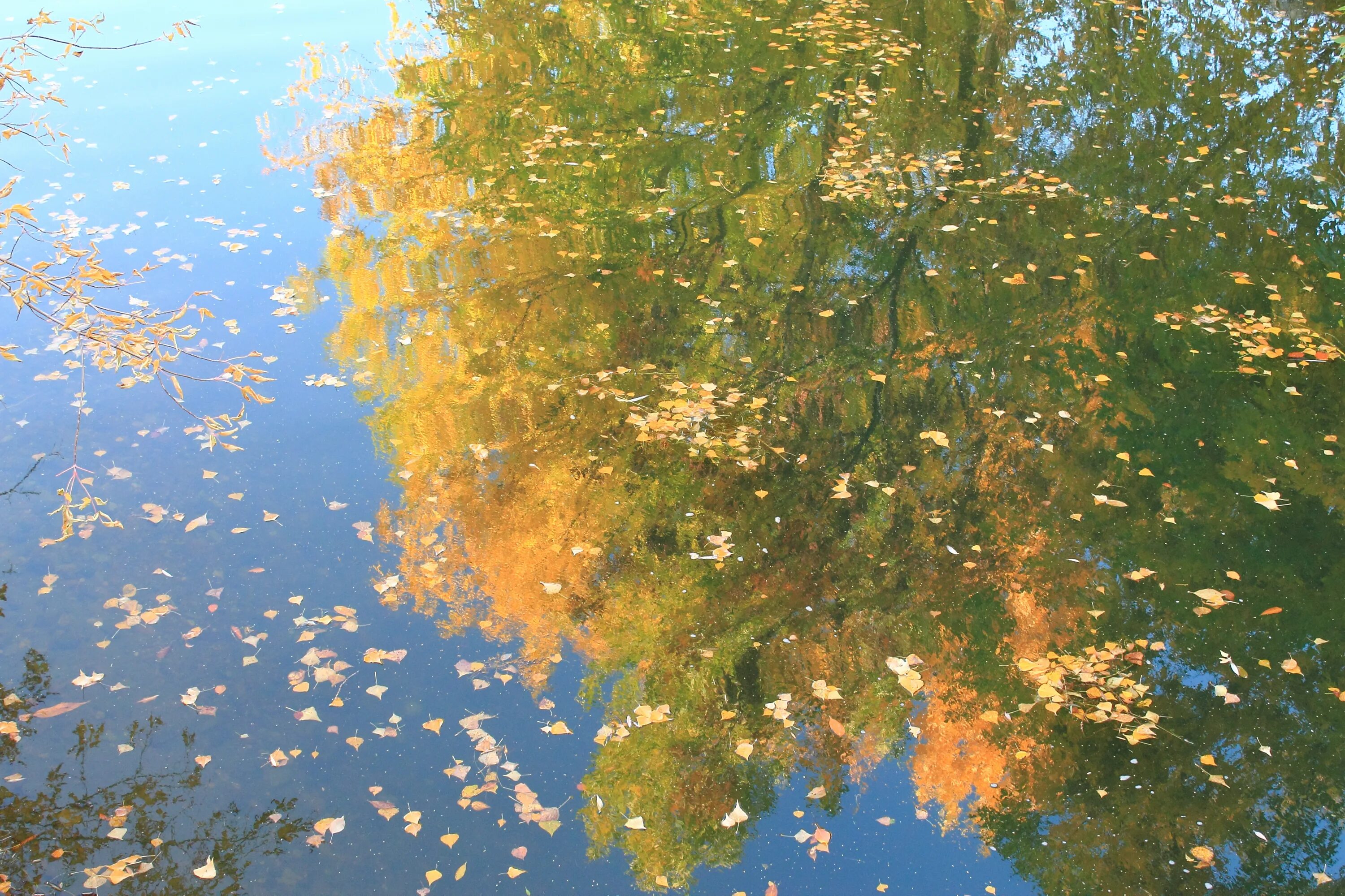 Желтые листочки кружатся. Листья кружатся. Осенние листья кружатся. Листья жёлтые над городом кружатся. Листья желтые кружатся оригинал