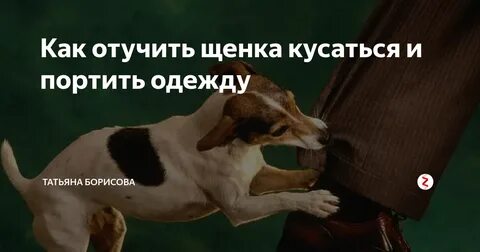 Щенок хватает за руки