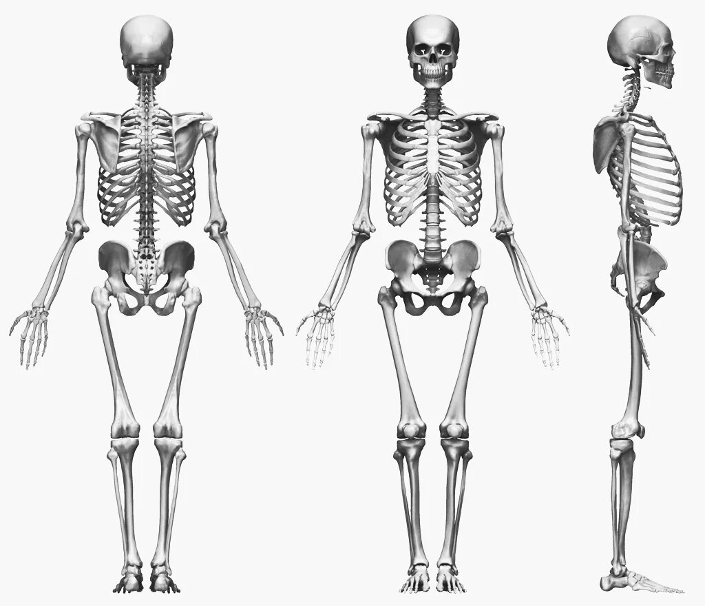 Скелет человека анатомия. Анатомия человека Скил. Скелет человека профиль в полный рост.