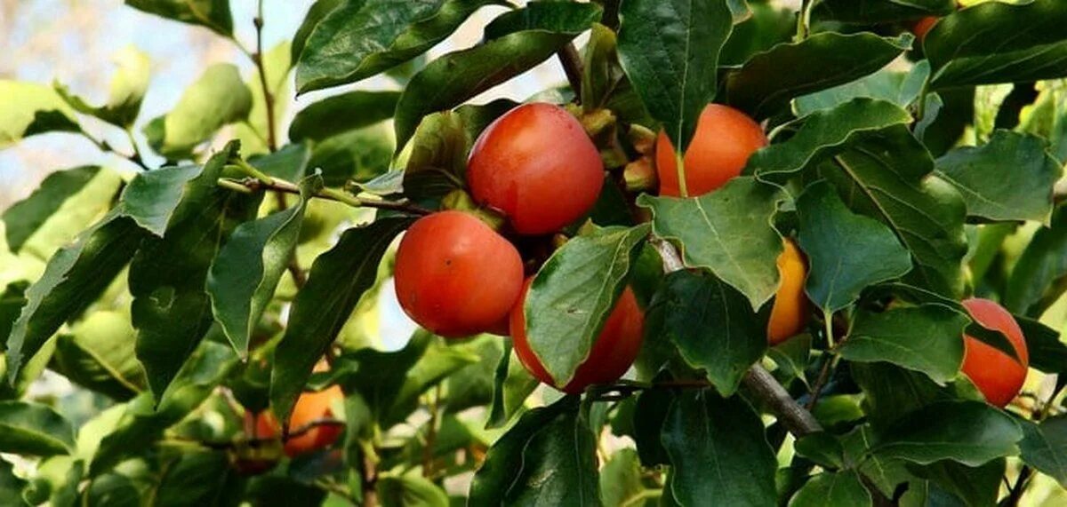 Хурма Никитская бордовая. Diospyros virginiana. Хурма виргинская. Хурма виргинская крупноплодная. Хурма бордовая описание сорта