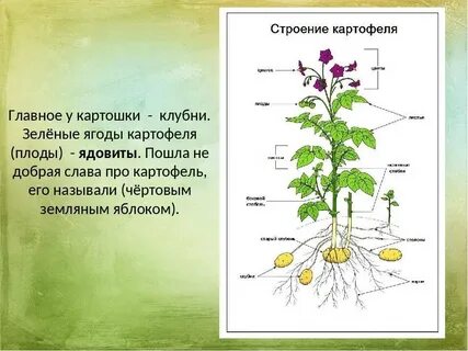 Картофель это плод или нет