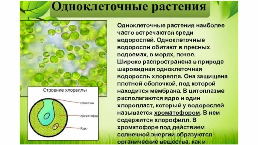 Одноклеточные водоросли 6 класс биология. Хлорелла протист. Одноклеточные зеленые водоросли 5 класс биология. Биология строение одноклеточных водорослей. Многоклеточные водоросли состоят из большого числа