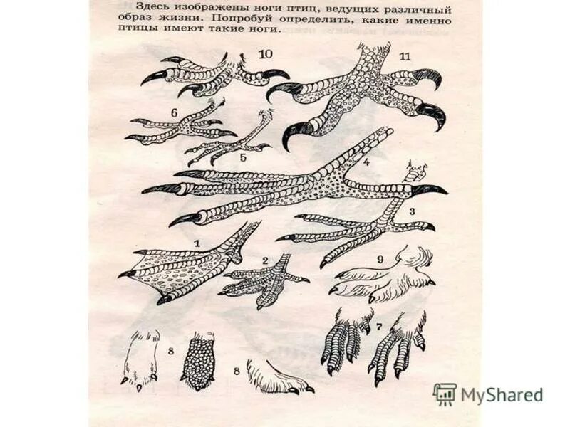 Виды ног у птиц. Изображение ног разных птиц. Ноги птиц образ жизни. Книги биология птиц.