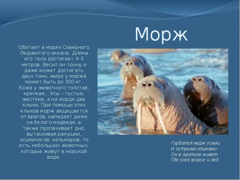 Морж среда обитания. Где обитают моржи. Морж презентация. Морж красная книга. Лаптевский морж.