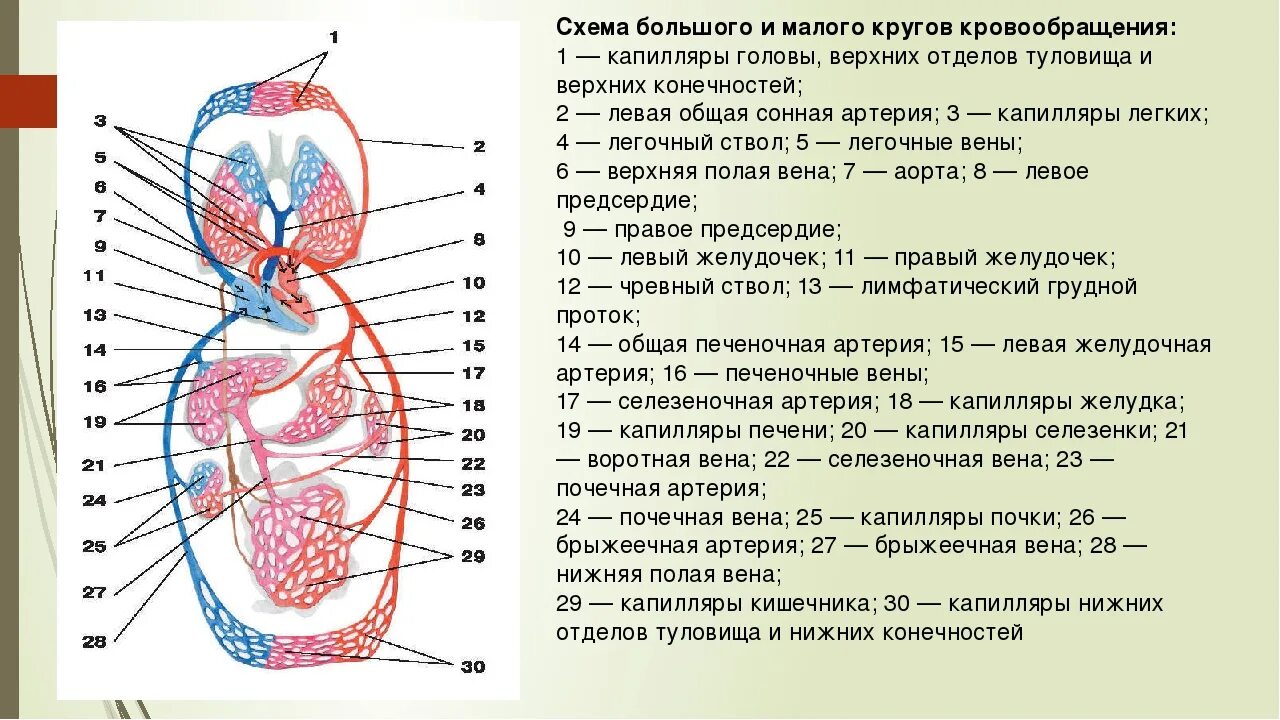 Схема малого круга кровообращения анатомия. Схема большого круга кровообращения у человека анатомия. Сосуды малого круга кровообращения схема. Малый круг кровообращения схема сосудов.