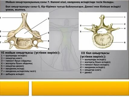 Тығыз тесігі