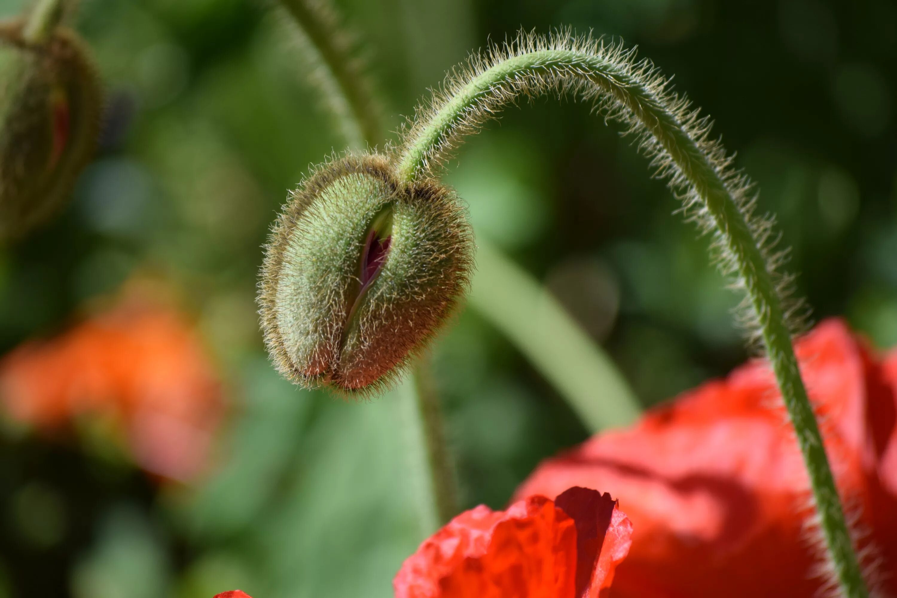 Poppy plant