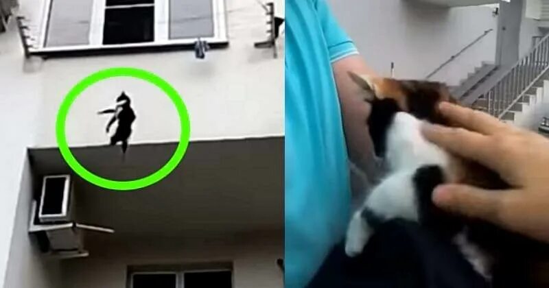 Кот открыл кран. Кошка падает из окна. Кот прыгает с балкона. Кот застрял.