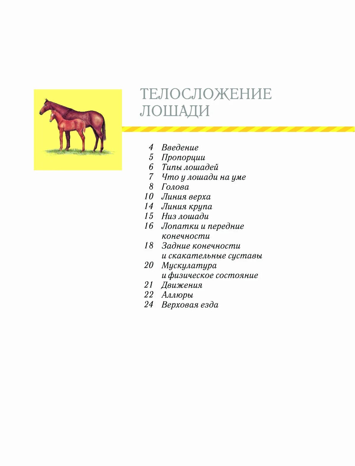 Лошади большая иллюстрированная энциклопедия. Как можно назвать лошадку. Как назвать лошадь имена. Как называют лошадей клички