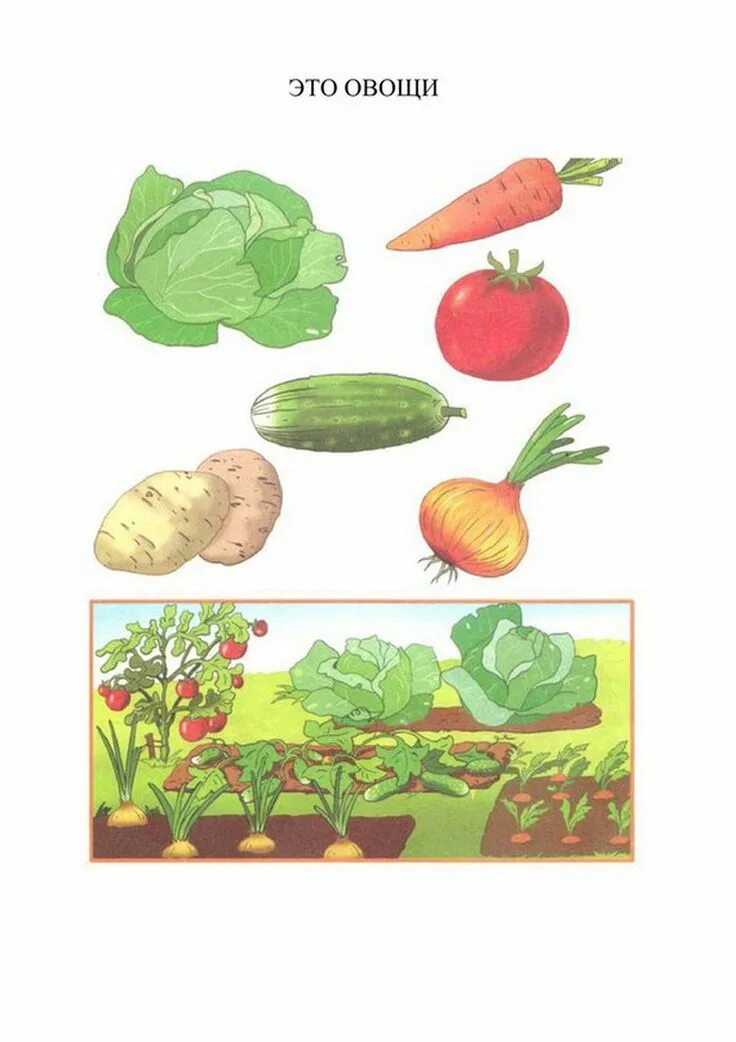 Окружающий мир тема овощи и фрукты. Овощи задания для малышей. Овощи задания для дошкольников. Овощи для детей. Овощи занятия с детьми.