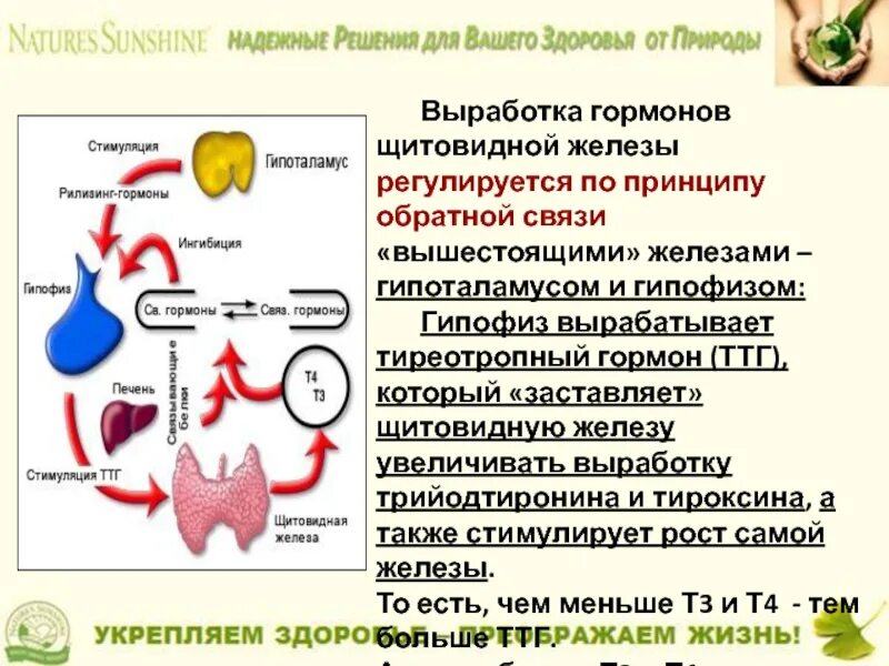 Гормон роста и гормоны щитовидной. Щитовидная железа вырабатывает гормон. Движение ггрмона типоксина по кровеносной систем. Выработки гормонов щитовидной железы,. Щитовидная железа продуцирует гормон.