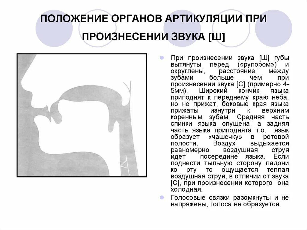 Постановка звука ш артикуляционный уклад. Артикуляция при произношении звука ш. Профиль артикуляции звука ш. Положение органов артикуляции при звуке ш. Артикуляция ц