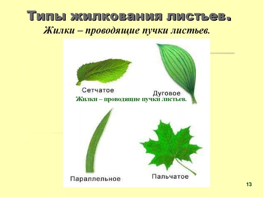 Лист жилка корень. Жилкование листа ивы. Гербарий жилкование листьев. Перисто сетчатое жилкование листовой пластинки. Строение листа жилкование.