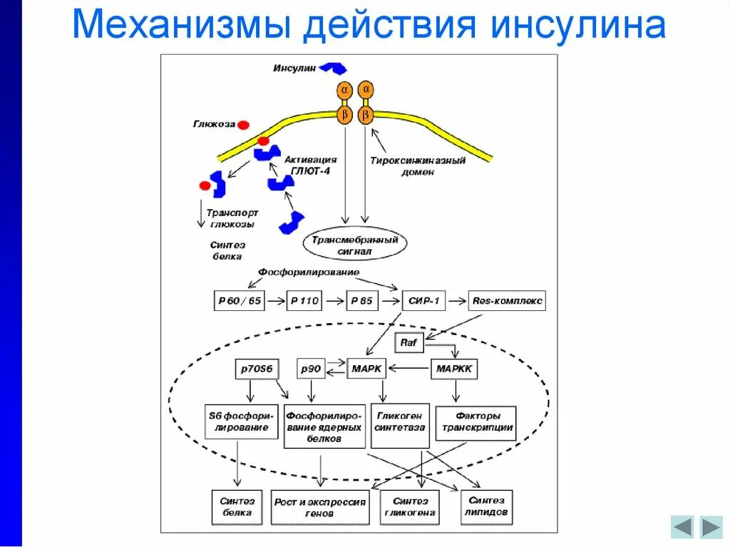 Участвует в синтезе инсулина. Перечислите основные механизмы действия инсулина. Механизм действия инсулина биохимия схема. Механизм действия инсулина биохимия гормоны. Механизм действия инсулина схема.