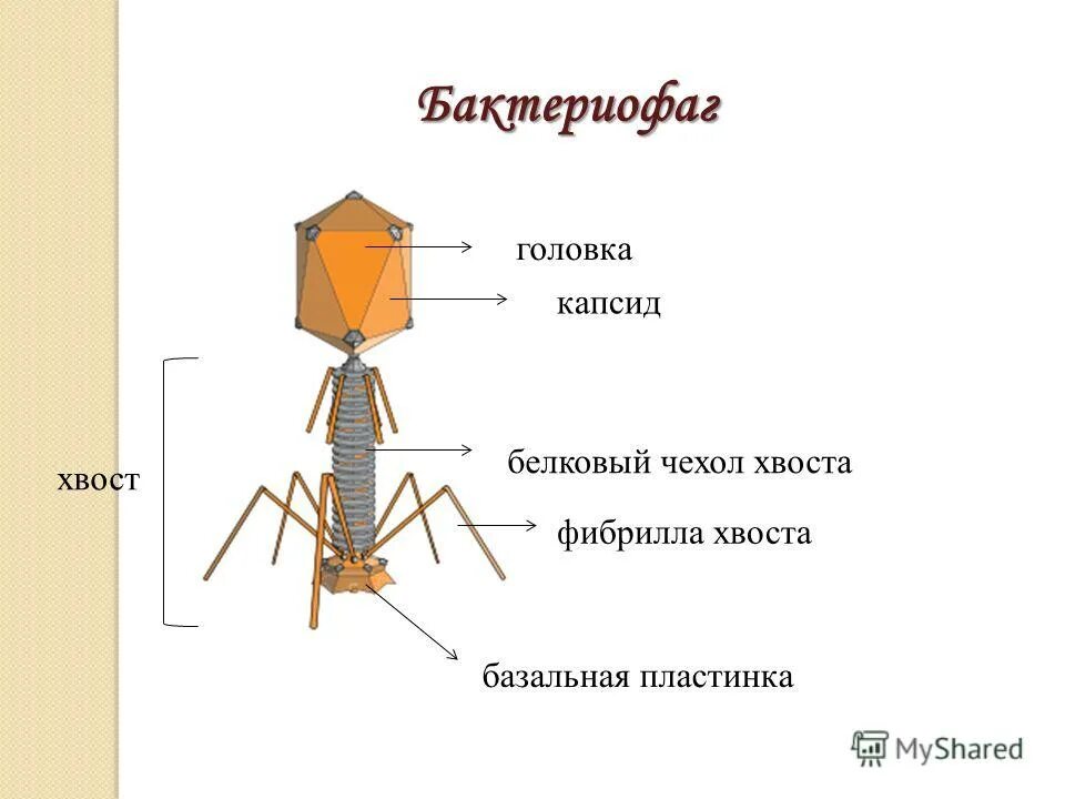 бактериофаг строение рисунок. бактериофаг т4 строение. капсид бактериофага. вирусы бактериофаги взаимодействие. строение бактериофага микробиология.