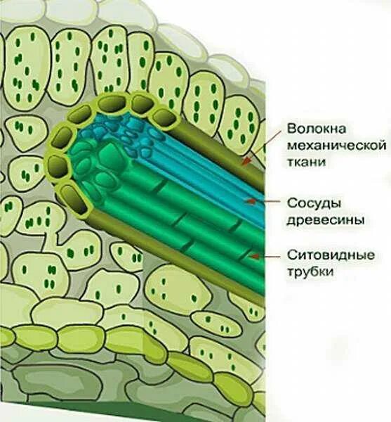 Механическая ткань часть впр. Строение клеток листа поперечный срез. Строение жилки листа волокна. Жилки листа сосуды ситовидные трубки. Срез листа одуванчика строение.