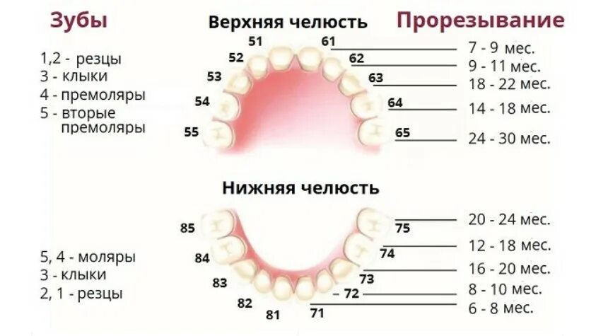 Зубы у детей схема прорезывания. Прорезывание зубов у детей 1 моляр. Схема прорезывания молочных зубов у детей до 2 лет. Таблица прорезывания постоянных зубов у детей. Вырастет ли молочный зуб