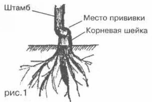 Где находится прививка. Корневая шейка заглублена саженцы. Корневая шейка саженца черешни. Корневая шейка у колоновидной яблони.