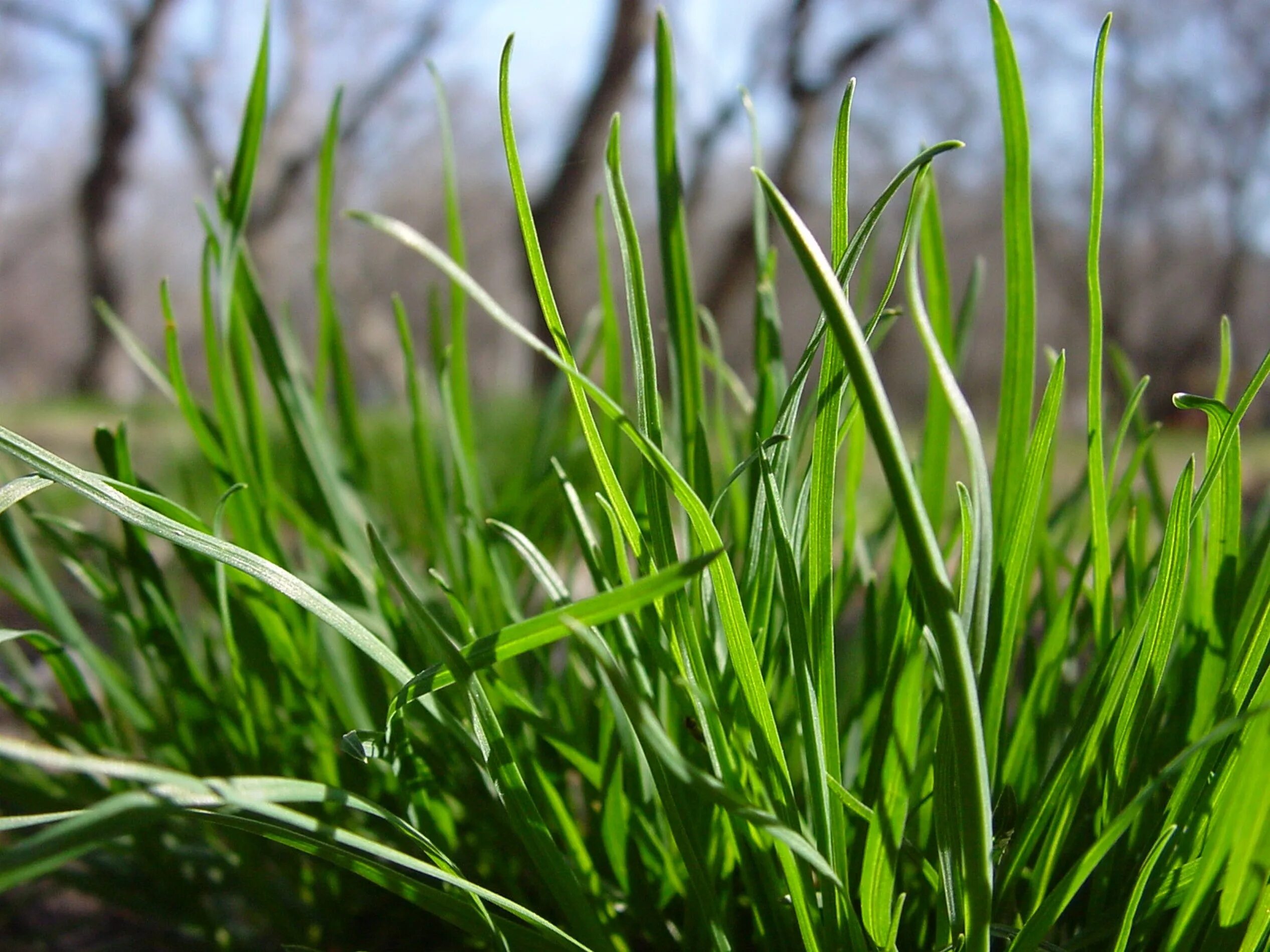 Grass plant. Пырей трава. Пырей ситниковый. Пырей ковылелистный. Пырей ростки.