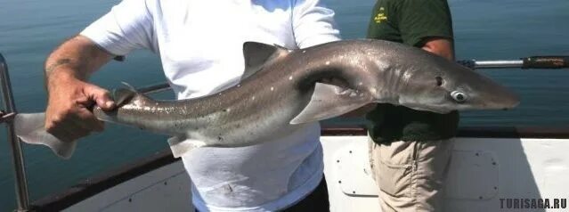 Есть ли в Азовском море акулы?