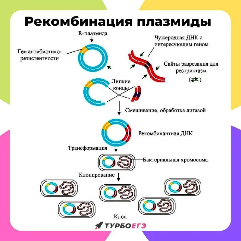 установите последовательность действий при создании рекомбинантной плазмиды. метод рекомбинантных днк схема. реокмбинантный поазмид. этапы метода рекомбинантных плазмид. установите последовательность действий при создании рекомбинантной плазмиды.