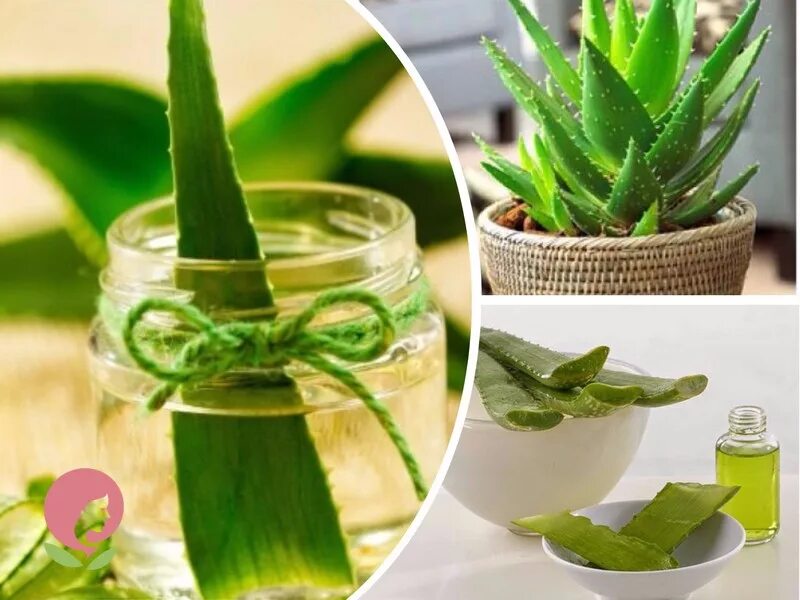 Aloe vera применение. Алоэ древовидное (столетник) сок. Алоэ гарипензис.