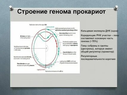 Структура гена прокариот и эукариот
